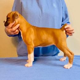 Fawn Female - Fawn female Boxer puppy in Butler, Pennsylvania from Schaible's Boxer Huddle
