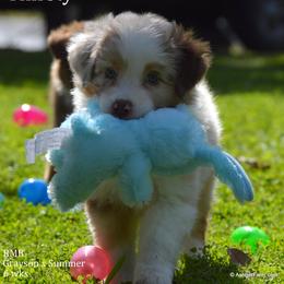 Australian Shepherd, Mastiff, and Miniature American Shepherd Puppies from Ashber Farm