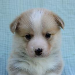 Red Boy - White and red male Pembroke Welsh Corgi puppy in Williams, California from Bear Creek Corgis