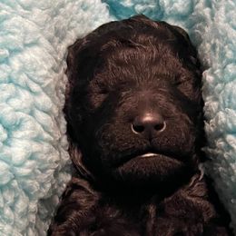 Girl 2 - Poodle puppy in Vancouver, Washington from Urban Hero Poodles
