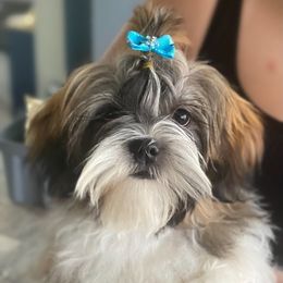 Boxer and Shih Tzu All Grown Up from Victorio Boxers & Shih-Tzu's