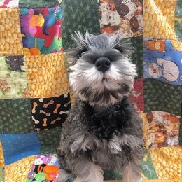 Miniature Schnauzer Puppies from MoonShadows Miniature Schnauzers
