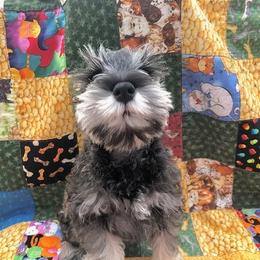 Miniature Schnauzer Puppies from MoonShadows Miniature Schnauzers