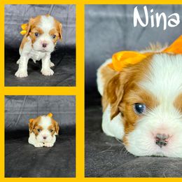 Nina - Blenheim male Cavalier King Charles Spaniel puppy in De Pere, Wisconsin from Rose Garden Kennels