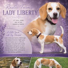 Lady - Beagle