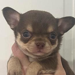 Beast - Chocolate and tan male Chihuahua puppy in Fort Myers, Florida from Gulfshore Chihuahuas