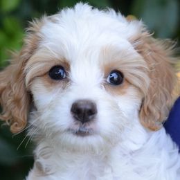 Jasmyn - Blenheim Cavapoo puppy in Los Osos, California from California Doodles (central coast)