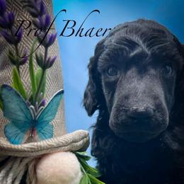 Prof Bhaer - Silver male Poodle puppy in Greenville, North Carolina from Grace Poodles