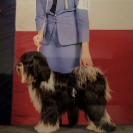 Tibetan Terriers from Angel Tibetans Of Oregon