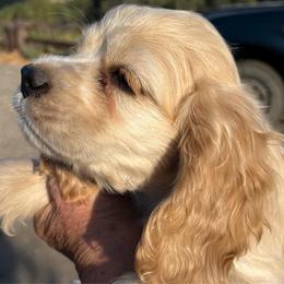 Boy 2 - Buff male Cocker Spaniel puppy in Trinidad, Colorado from Sweet Cockers