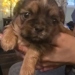 Gilligan - Red and tan male Shih Tzu puppy in Green Valley Lake, California from All American Shih Tzu Puppies