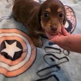 Mirabel - Chocolate and cream female Dachshund puppy in Irving, Texas from DFW Dachshunds by G & S