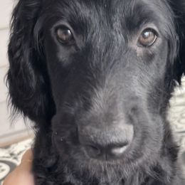 Purple - Black Goldendoodle puppy in Spokane, Washington from A1Doodles