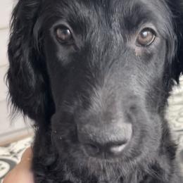 Purple - Black Goldendoodle puppy in Spokane, Washington from A1Doodles