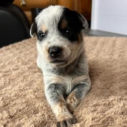 Shep - Blue speckled male Australian Cattle Dog puppy in Reed Point, Montana from Heelers and Highlands