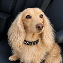 Snowball “Gloria’s daughter” - Dachshund