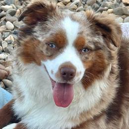 Josie - Red merle female Toy Australian Shepherd puppy in Simms, Texas from Donna’s Aussies & Pink Heart Poodles