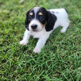 Dachshund Puppies from Leslie Martinez