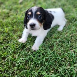Dachshund Puppies from Leslie Martinez