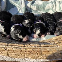 Bernedoodle Puppies from Veterinarian Raised Bernedoodles