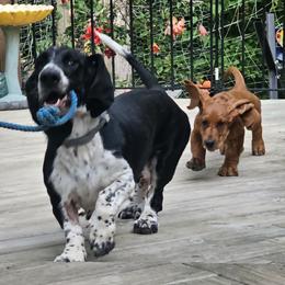 Piper - Basset Hound