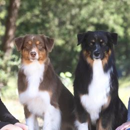 Australian Shepherds from SkyRyder Australian Shepherds