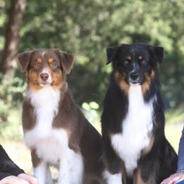 Australian Shepherds from SkyRyder Australian Shepherds