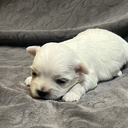 Girl 2 - White female Maltese puppy in Oklahoma from 4R Aussies & Tiny Paws