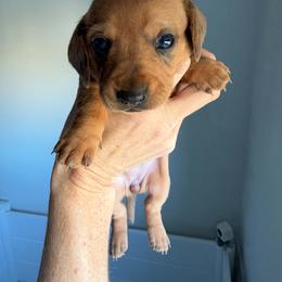 Dory - Dapple female Dachshund puppy in Aubrey, Texas from Mims Mini Dachshunds