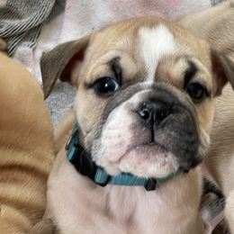 Bunker - Fawn Bulldog puppy in Pittsfield, Massachusetts from Berkshire Bulldogs