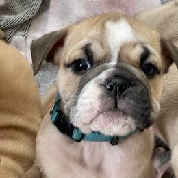 Bunker - Fawn Bulldog puppy in Pittsfield, Massachusetts from Berkshire Bulldogs
