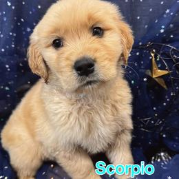 Light blue - Golden male Golden Retriever puppy in Salt Lake City, Utah from Soaring golden retrievers