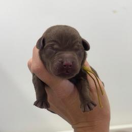 Sunny - Yellow Collar - Chocolate male Labrador Retriever puppy in Elloree, South Carolina from Moonlight Kennels LLC