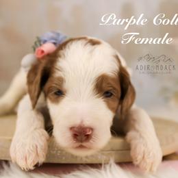 Bernedoodle and Goldendoodle Puppies from Adirondack Poodles Goldendoodles,Bernedoodles & Schnoodles