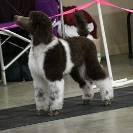 Poodle Puppies from N'Co. Parti Poodles
