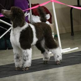Poodle Puppies from N'Co. Parti Poodles
