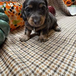 Female blue and tan longhair - Blue and tan female Dachshund puppy in Andalusia, Alabama from Sweet Home Alabama Dachshunds