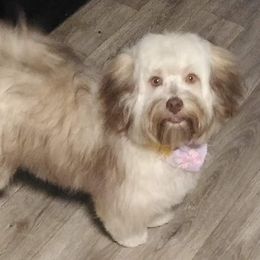 Lexi - Havanese