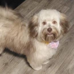 Lexi - Havanese