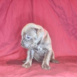 Brutus- Red Collar - Gray male Cane Corso puppy in Stilwell, Oklahoma from Killing Joke Kennels