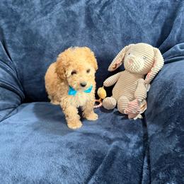 AKC Toy poodle-Tanner - Apricot male Poodle puppy in Tennessee Colony, Texas from Poodle an Doodles 3:16