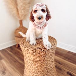Halo - Parti female Goldendoodle puppy in Chesapeake, Virginia from Buck's Pups