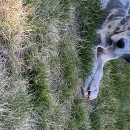 Great Dane Puppies from Delphi Danes