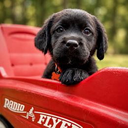 Orange Collar - Black female Labrador Retriever puppy in Charlotte, North Carolina from Patton Premier Labradors