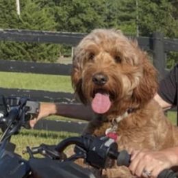 Goldendoodles and Poodles from Curly Q Doo’s PoodleIshes Poo’s
