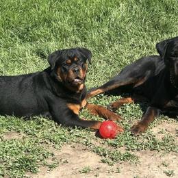 Rottweilers from Rottgang Rottweilers