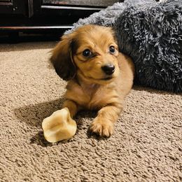 Dachshund Puppies from HP Dachs