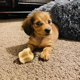 Dachshund Puppies from HP Dachs