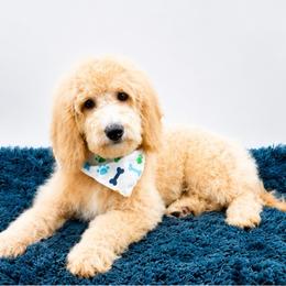Haydon - Apricot male Goldendoodle puppy in Statesville, North Carolina from Doodle Babies