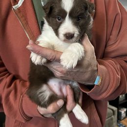 Girl 3 - Red female Border Collie puppy in Memphis, New York from Dual Traxx Border Collies